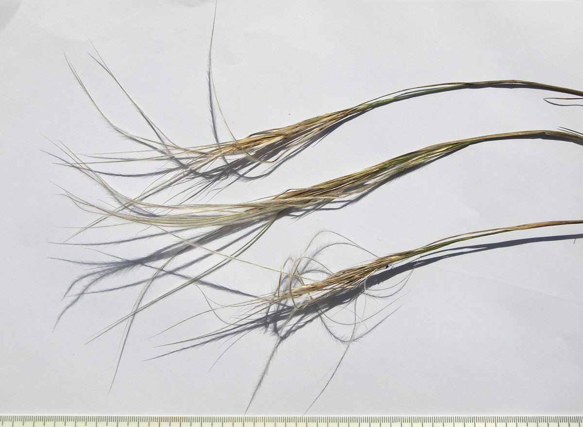 Image of Stipa caucasica specimen.