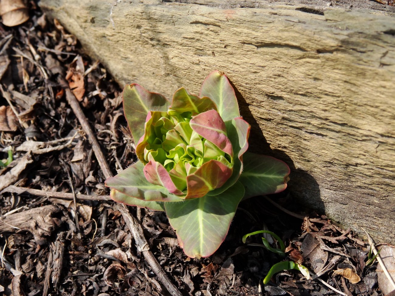 Изображение особи Euphorbia komaroviana.