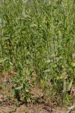 Achillea millefolium