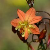 Bulbine frutescens. Цветок. Израиль, Шарон, г. Тель-Авив, ботанический сад \"Сад кактусов\". 27.12.2015.