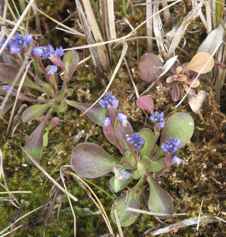 Image of Polygala amarella specimen.