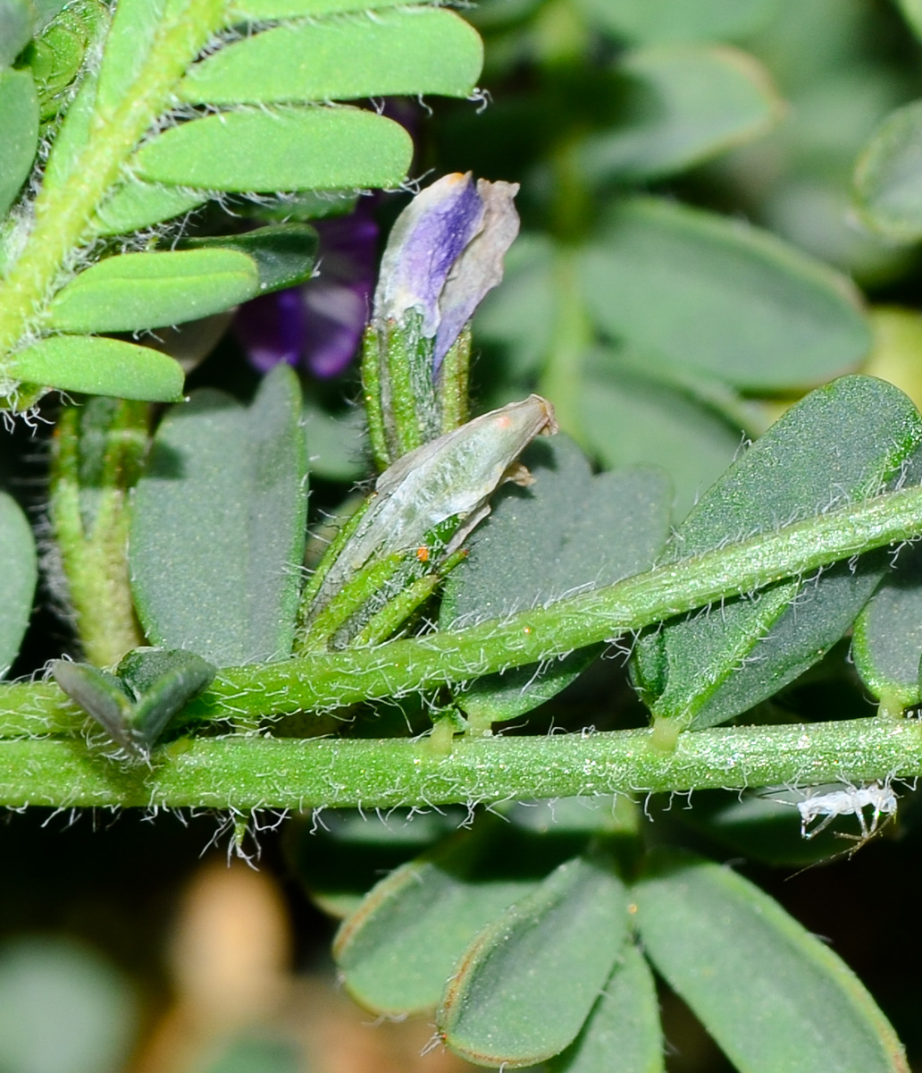 Изображение особи Astragalus mareoticus.