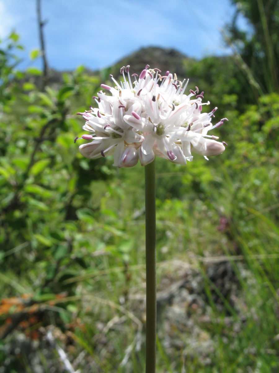 Image of Allium koksuense specimen.