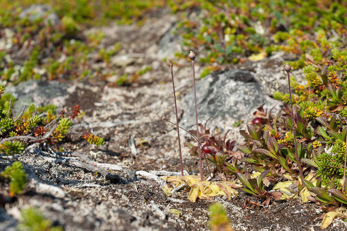 Image of Pinguicula vulgaris specimen.