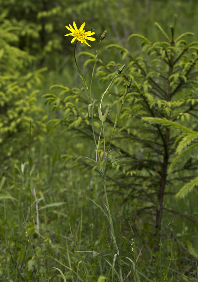 Image of Tragopogon orientalis specimen.