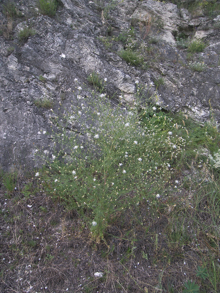 Image of genus Centaurea specimen.