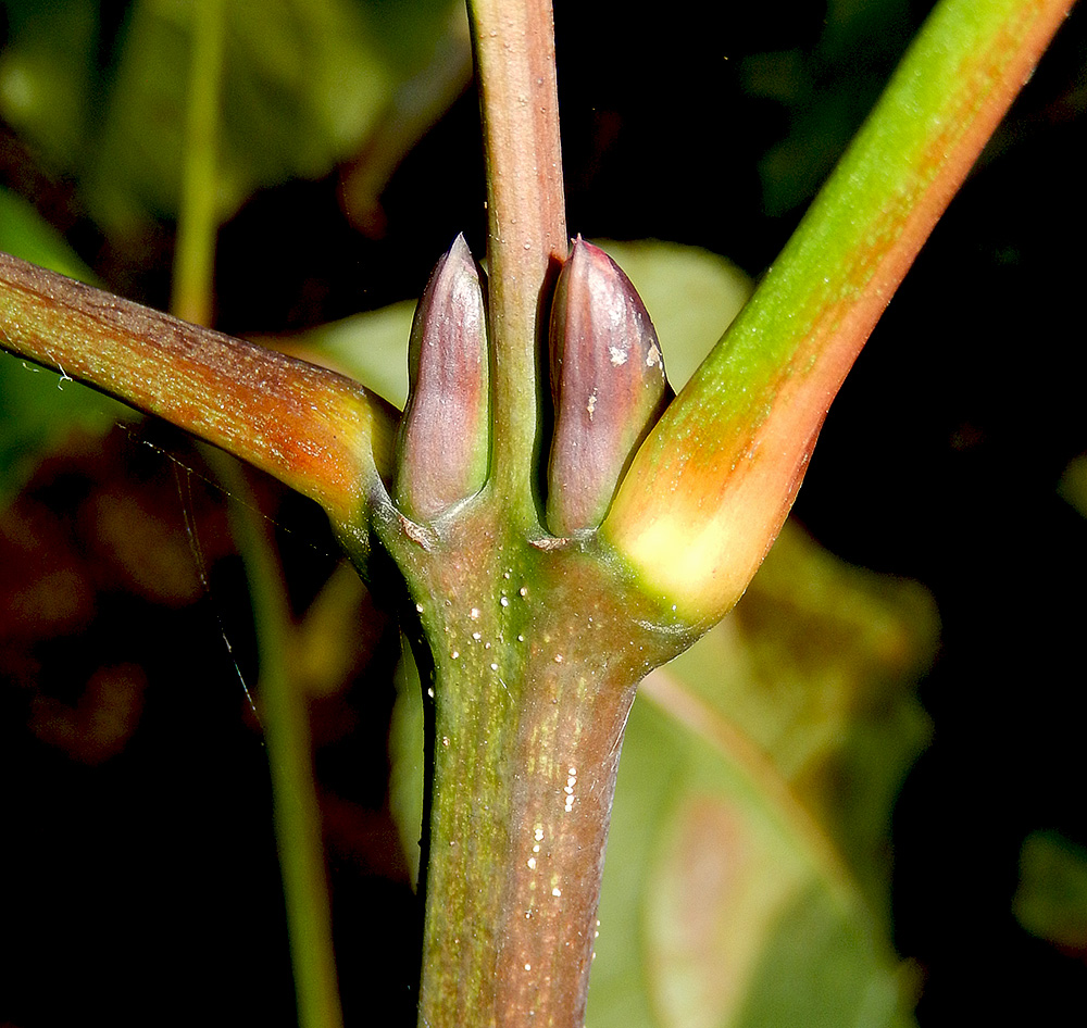 Image of Staphylea colchica specimen.