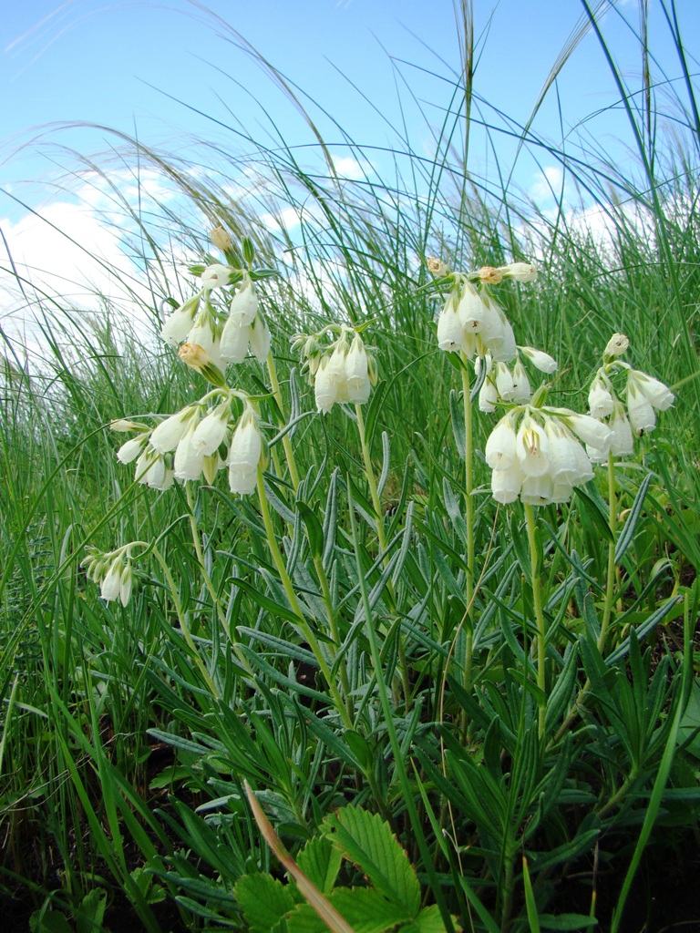 Изображение особи Onosma volgensis.