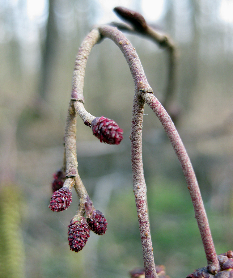 Изображение особи Alnus glutinosa.