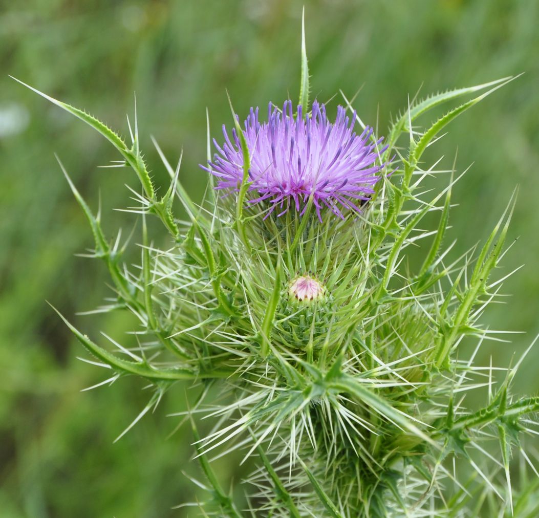 Изображение особи Cirsium creticum.