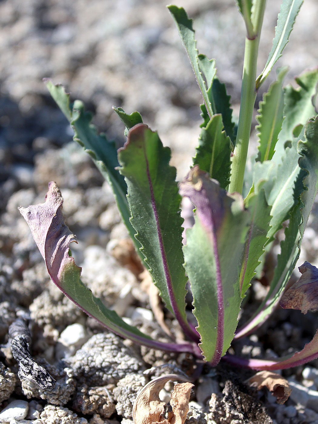 Image of Erucastrum armoracioides specimen.