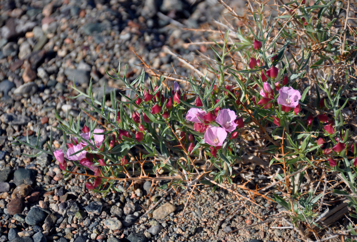 Изображение особи Convolvulus gortschakovii.