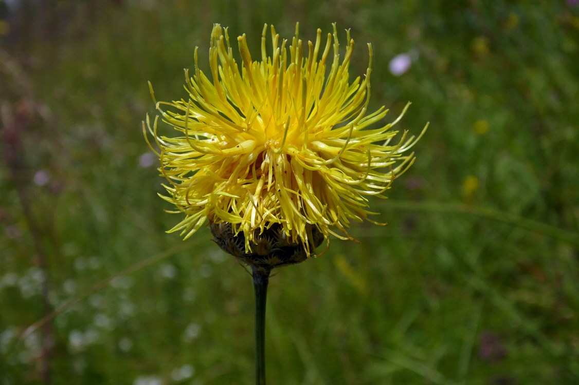 Image of Centaurea orientalis specimen.