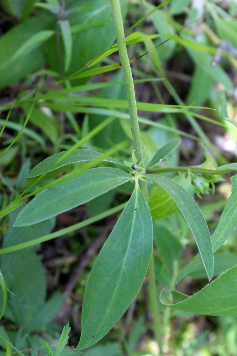 Image of Anthyllis vulneraria var. schiwereckii specimen.