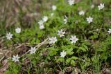 Anemone nemorosa