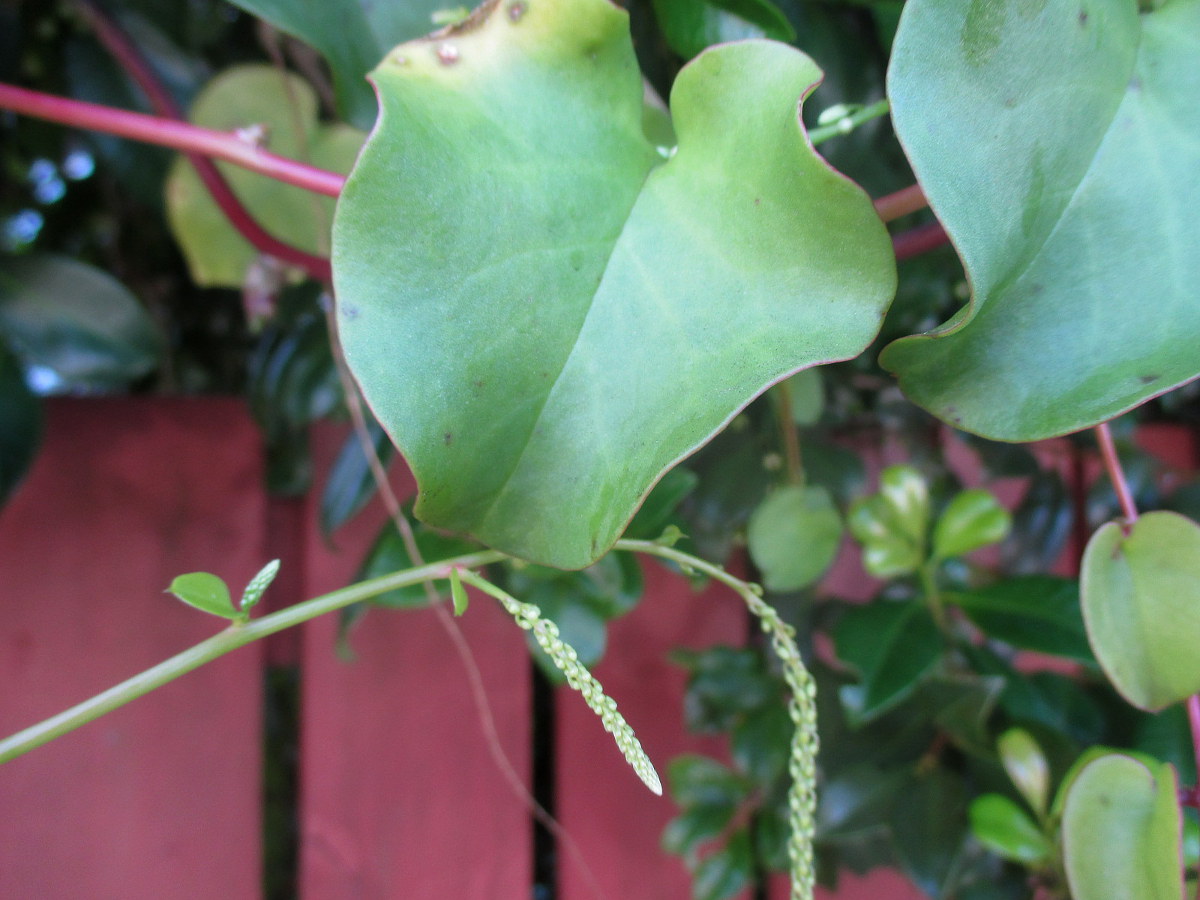 Image of Anredera cordifolia specimen.