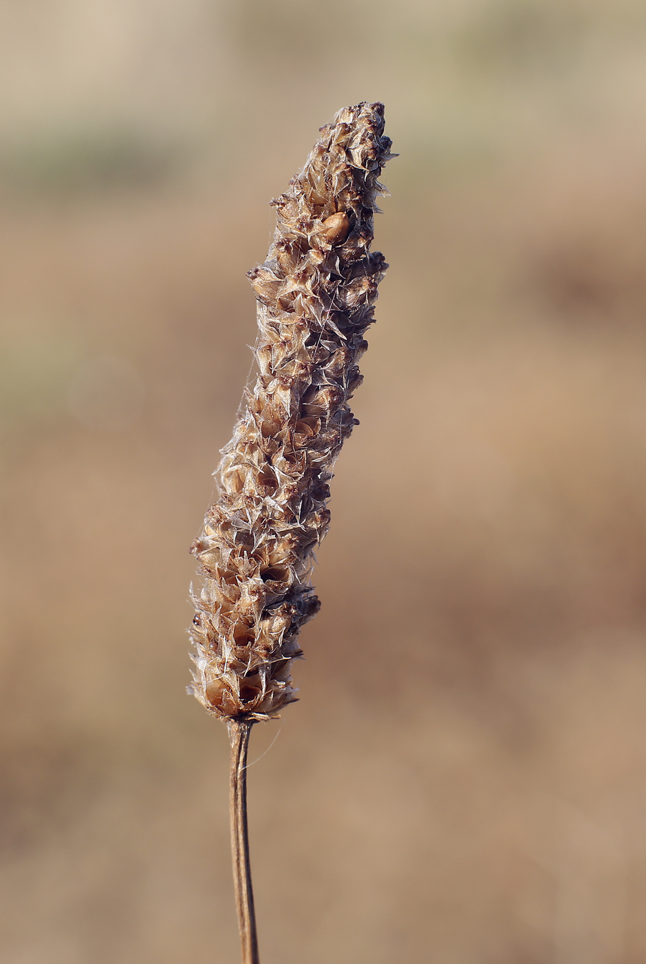 Image of Plantago lanceolata specimen.