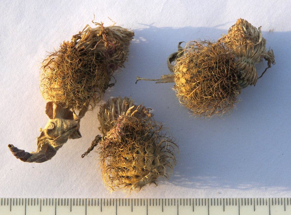 Image of Centaurea alutacea specimen.