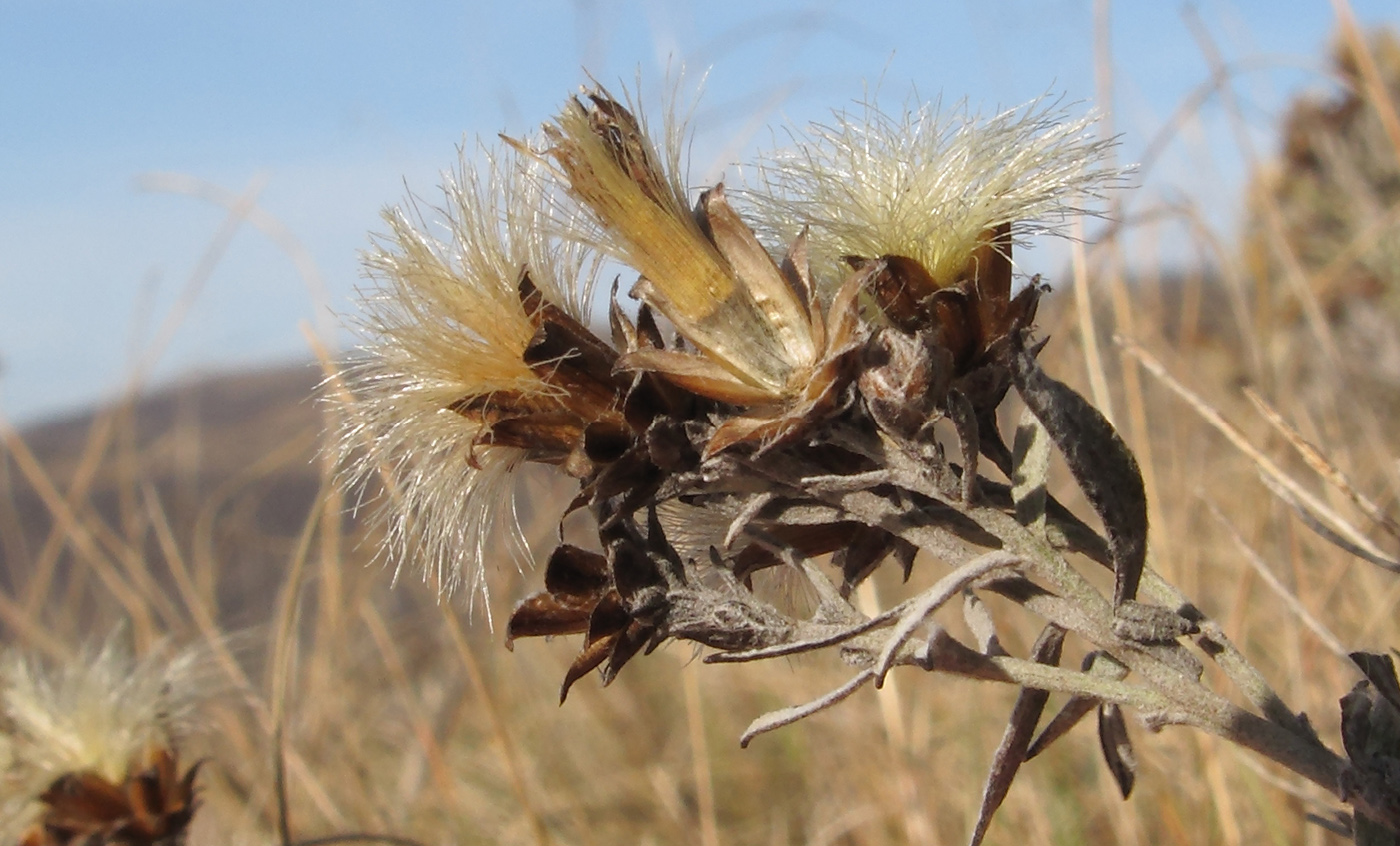 Image of Galatella villosa specimen.