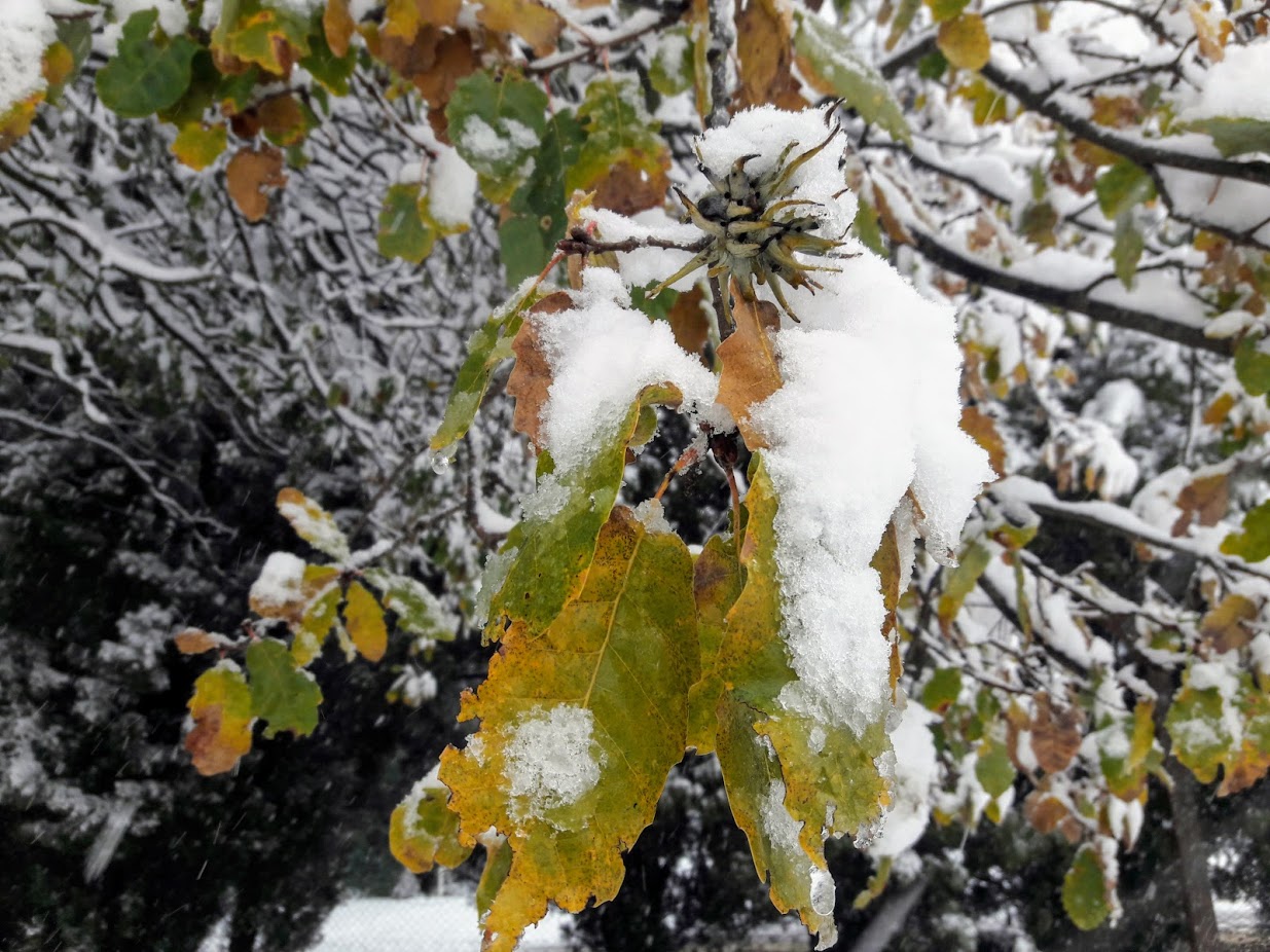 Image of Quercus boissieri specimen.