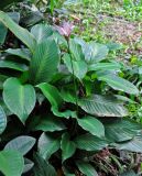 Calathea loeseneri. Цветущее растение. Малайзия, Куала-Лумпур, в культуре. 13.05.2017.