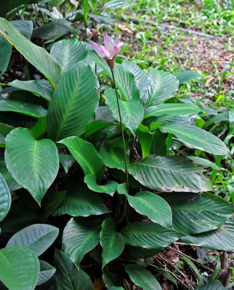 Изображение особи Calathea loeseneri.