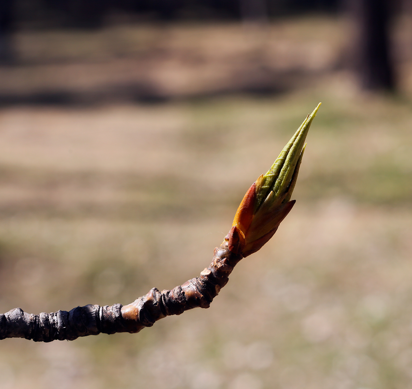 Image of genus Populus specimen.