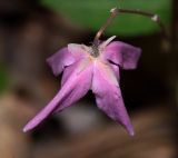 Epimedium macrosepalum