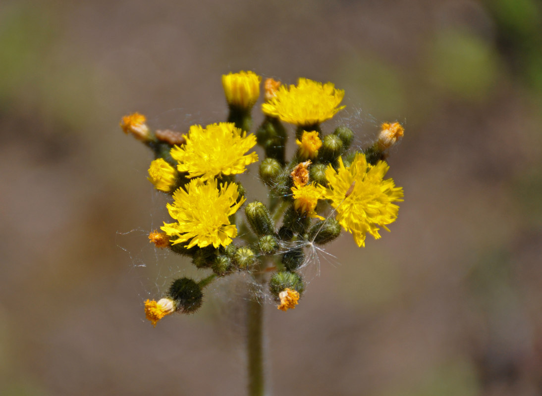 Image of genus Pilosella specimen.