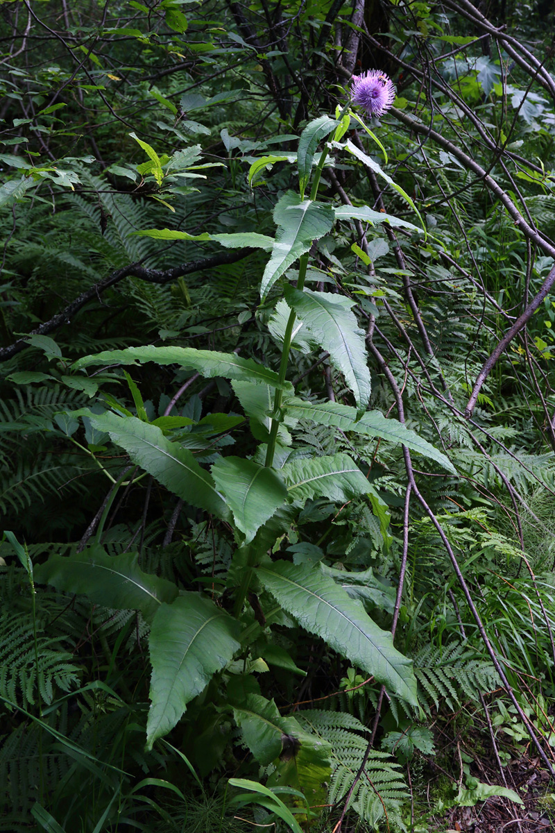 Image of Cirsium heterophyllum specimen.