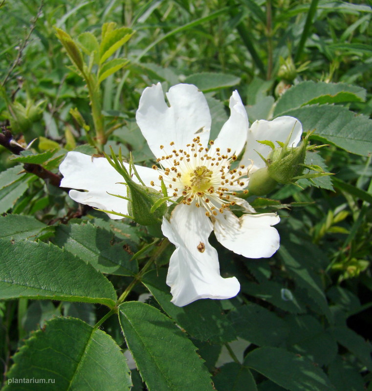 Image of genus Rosa specimen.