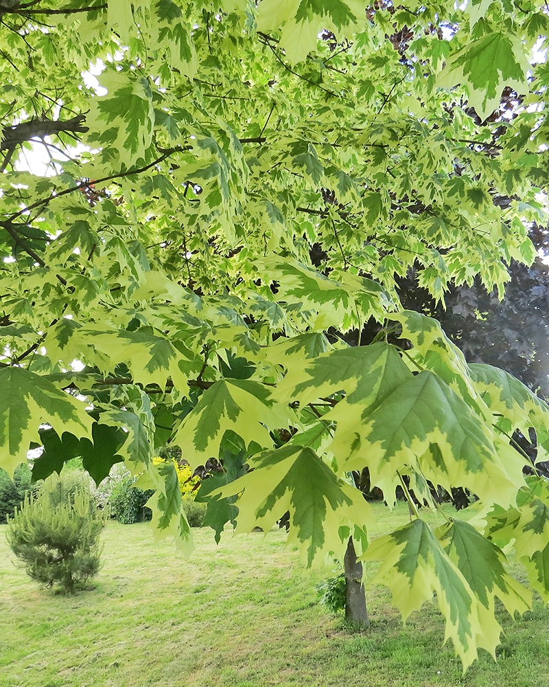 Image of Acer platanoides specimen.