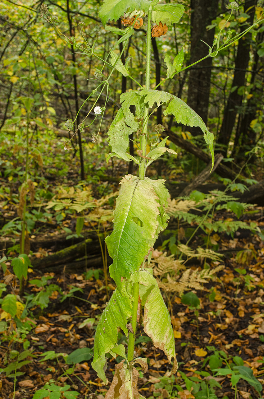 Image of Knautia tatarica specimen.