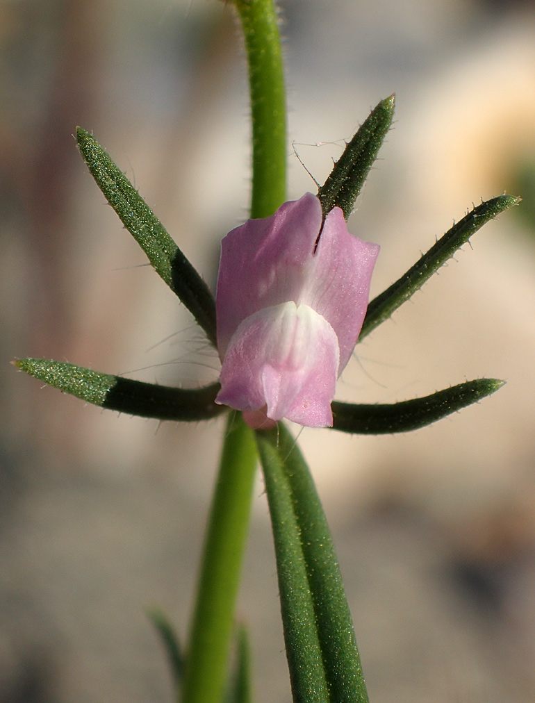 Image of Misopates orontium specimen.