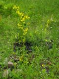 Смотреть изображение Galium verum