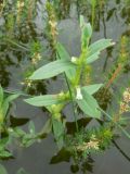 Gratiola japonica