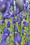 Aconitum &times; stoerkianum