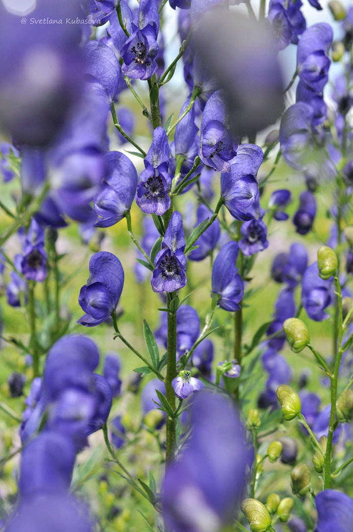 Image of Aconitum &times; stoerkianum specimen.