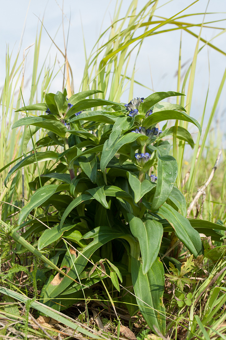 Изображение особи Gentiana cruciata.