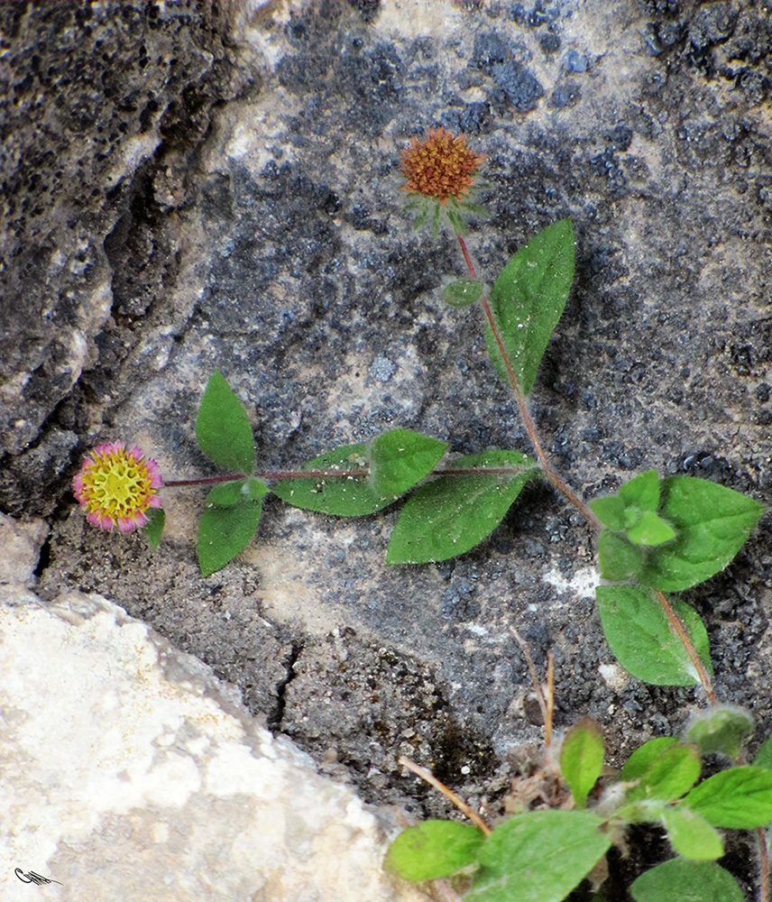 Изображение особи Pentanema albertoregelia.