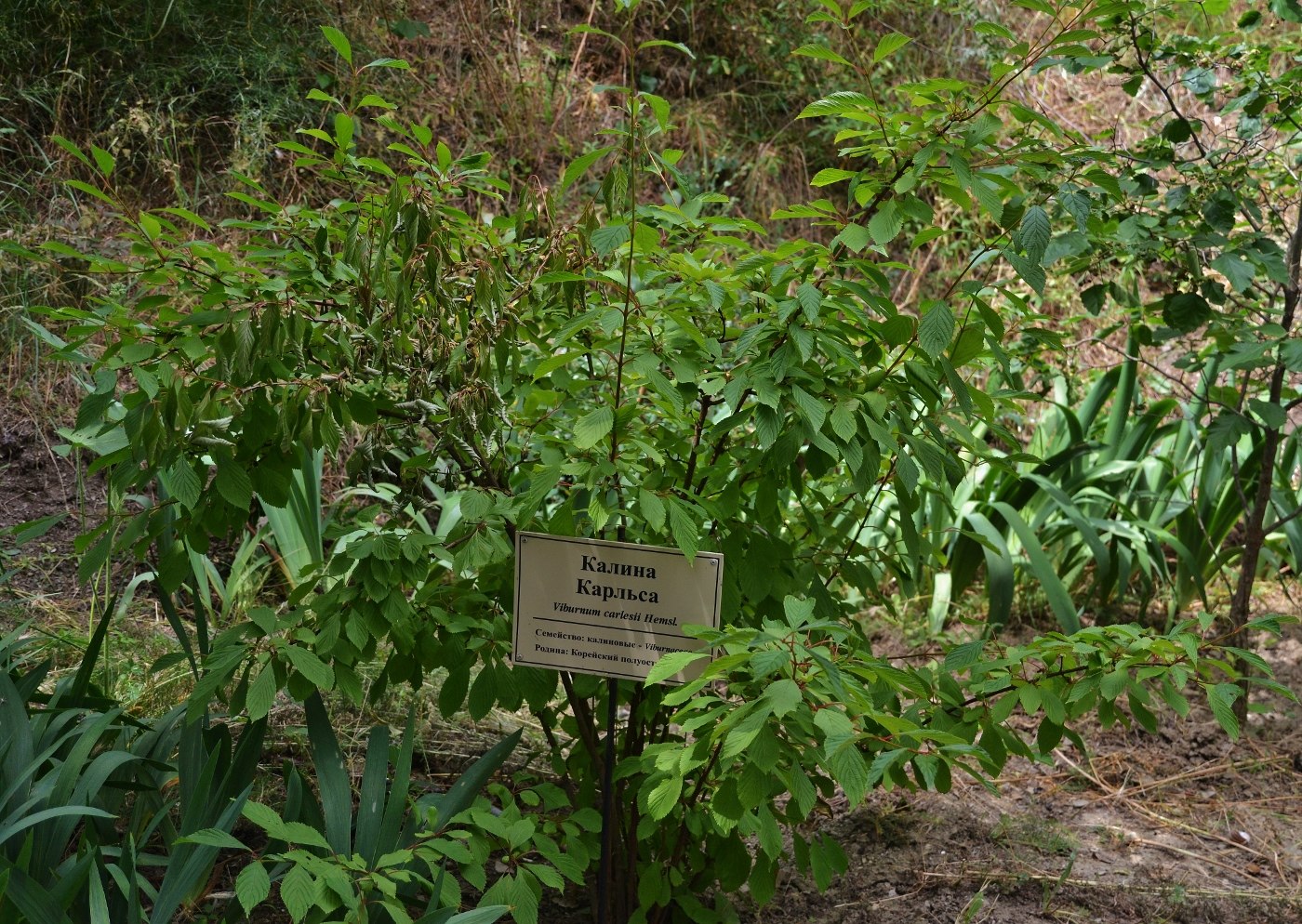 Изображение особи Viburnum farreri.