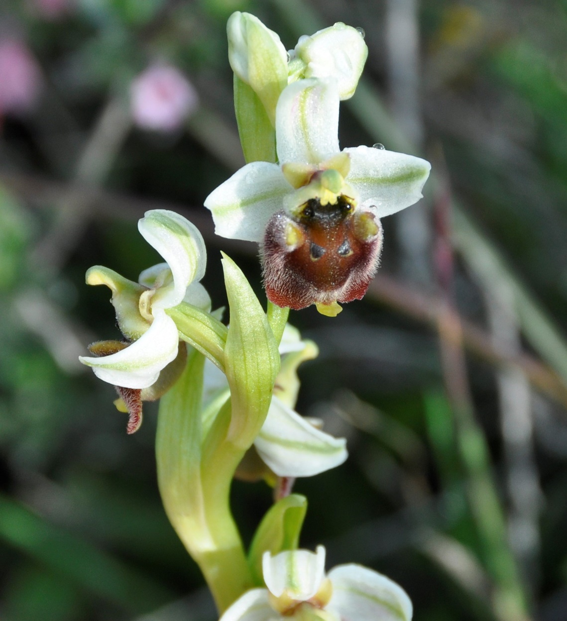 Image of Ophrys bornmuelleri specimen.