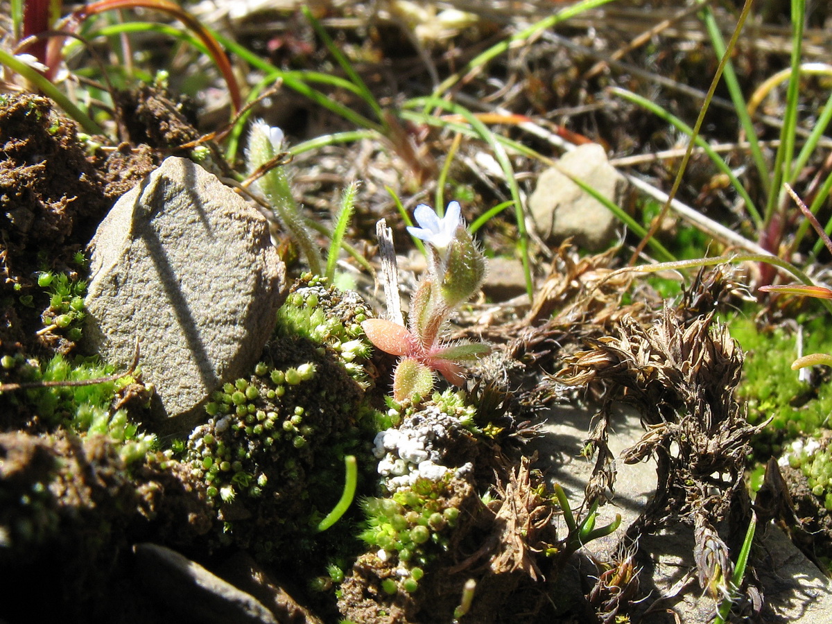 Image of Myosotis micrantha specimen.