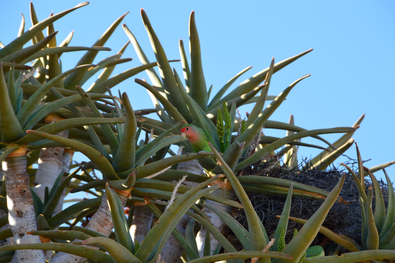 Image of Aloidendron dichotomum specimen.