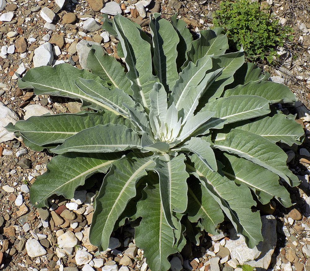 Изображение особи Verbascum gnaphalodes.