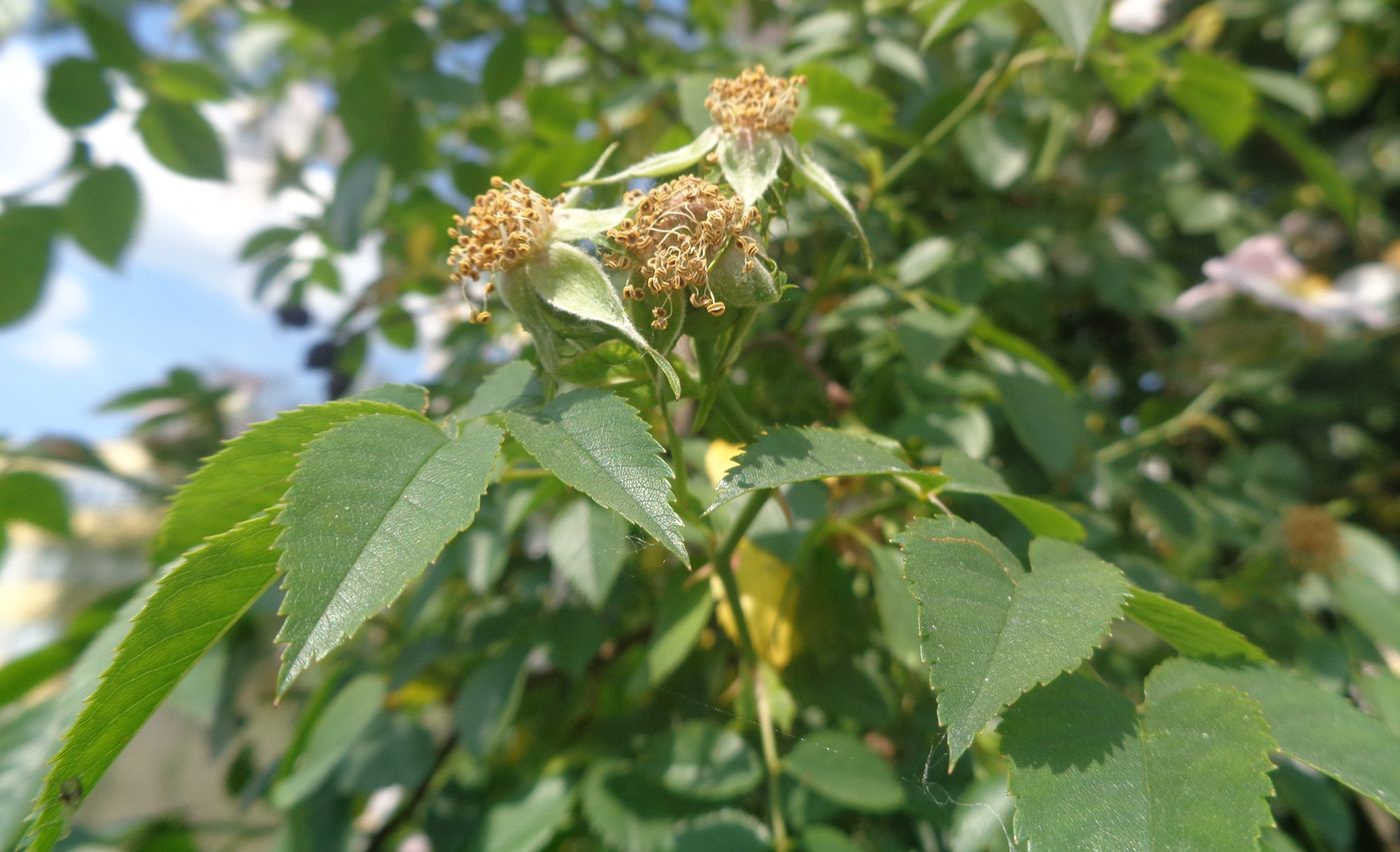 Image of genus Rosa specimen.