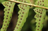 Polystichum subtripteron. Часть вайи с сорусами. Приморский край, окр. г. Владивосток, в чернопихтово-широколиственном лесу. 17.06.2019.