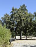 Casuarina equisetifolia