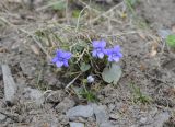 Viola riviniana