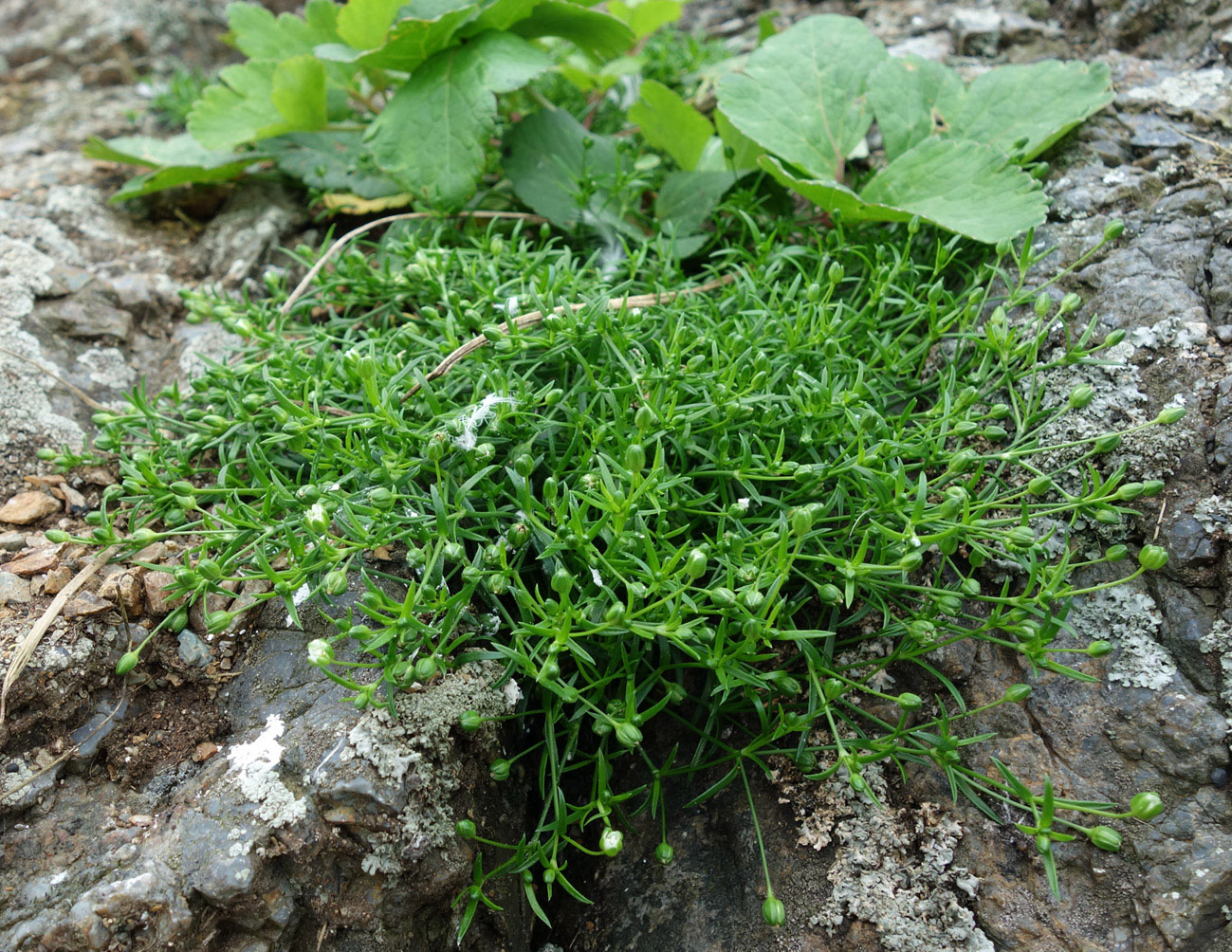 Image of Sagina maxima specimen.